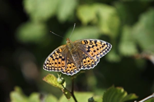 Niobe Fritillary - butterfly resting in the sun Niobe Fritillary - butterfly resting in the sun