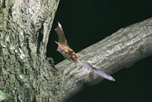NOCTULE BAT- in flight NOCTULE BAT- in flight