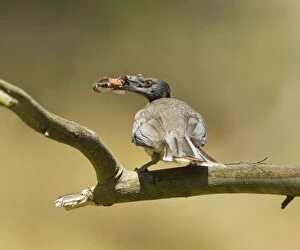 Noisy Friarbird Gallery: Noisy Friarbird - with insect prey
