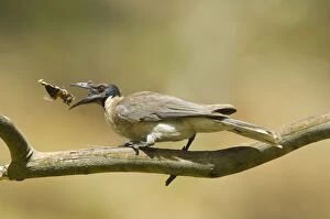 Noisy Friarbird Gallery: Noisy Friarbird - with insect prey