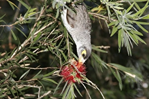 Noisy Miner probes for nectar with its brush-tipped tongue in the flower of a bottlebrush Noisy Miner probes for nectar with its brush-tipped tongue in the flower of a bottlebrush