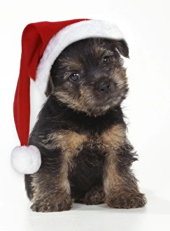 Norfolk Terrier Dog - Puppy wearing Christmas hat Norfolk Terrier Dog - Puppy wearing Christmas hat