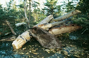 North AMERICAN BEAVER - gnawing on branch to make a dam
