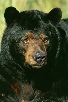 North American Black BEAR - Adult male, close-up