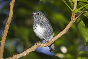 North Island Robin - Maori name Toutouwai North Island Robin - Maori name Toutouwai
