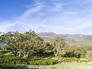 Northeast Mount Kenya National Park (a UNESCO)