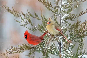 Northern Cardinal Gallery: Northern cardinal male and female in red cedar tree