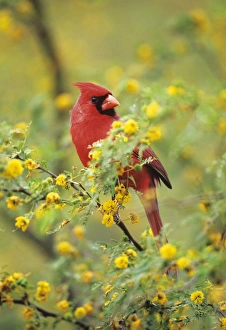 Northern CARDINAL - male, in huisache tree Northern CARDINAL - male, in huisache tree
