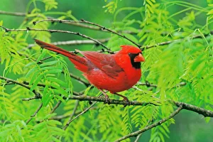 Northern Cardinal - Male, sitting in bush in Spring Northern Cardinal - Male, sitting in bush in Spring