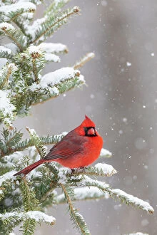 Northern Cardinal Gallery: Northern cardinal male in spruce tree in winter