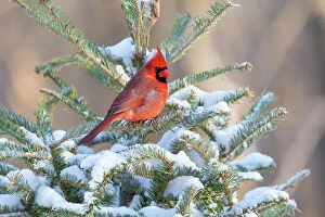 Northern Cardinal Gallery: Northern cardinal male in spruce tree in winter
