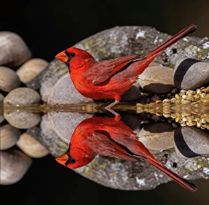 Northern Cardinal Gallery: Northern Cardinal and mirror reflection on small