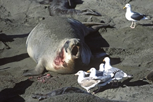 Northern Elephant Seal - female trying to chase away the gulls which want to eat Northern Elephant Seal - female trying to chase away the gulls which want to eat
