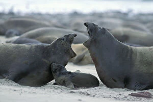 Protection Collection: Northern Elephant Seal - females squabbling over newborn pup (still wet from birth)