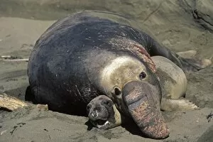 Images Dated 9th December 2010: Northern Elephant Seal - mating