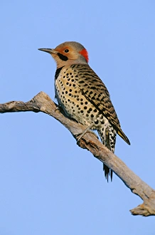 Northern Flicker Northern Flicker