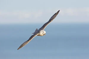 Vertebrate Gallery: Northern Fulmar adult bird in flight Iceland