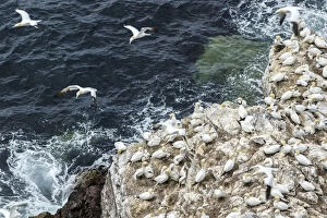 Northern Gannet - on cliff - RSPB Troup Head Nature