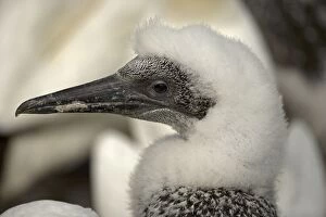 Northern Gannet - Close up of head of young gannet