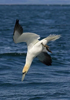 Northern gannet diving fish