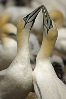 Northern Gannet - Fencing - Pair bonding display performed when couple is reunited Northern Gannet - Fencing - Pair bonding display performed when couple is reunited