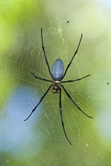 Northern / Giant Golden Orb-weaver Spider - lying in wait for prey in its huge cobweb Northern / Giant Golden Orb-weaver Spider - lying in wait for prey in its huge cobweb