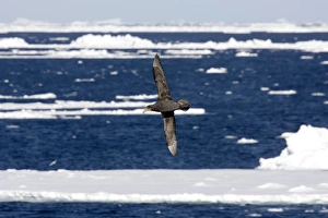 Northern Giant Petrel, Flying over sea and ice floes Northern Giant Petrel, Flying over sea and ice floes