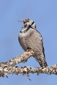 Northern Hawk Owl - on perch eating Meadow Vole Northern Hawk Owl - on perch eating Meadow Vole