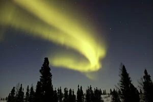 Northern lights / Aurora borealis - in night sky over conifer forest