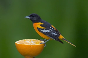 Northern Oriole - Male feeding on half an orange at a feeder, May Northern Oriole - Male feeding on half an orange at a feeder, May