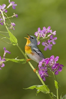 Northern Parula - adult male singing - on breeding territory Northern Parula - adult male singing - on breeding territory