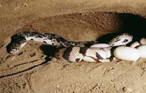 Images Dated 30th June 2004: Northern Pine Snake Laying eggs, USA