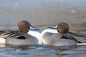 Northern Pintail - Two drakes fighting due to cramped conditions on a small patch of Northern Pintail - Two drakes fighting due to cramped conditions on a small patch of