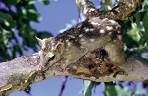 Northern quoll (Dasyurus hallucatus) in tree. Kakadu National Park (World Heritage Area) Northern quoll (Dasyurus hallucatus) in tree. Kakadu National Park (World Heritage Area)
