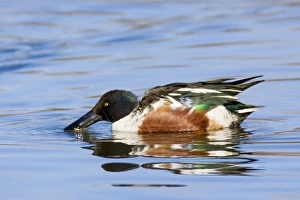 Northern Shoveler - male in winter Northern Shoveler - male in winter