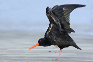Northern or Variable Oystercatcher - standing on beach flapping and flexing its wings Northern or Variable Oystercatcher - standing on beach flapping and flexing its wings