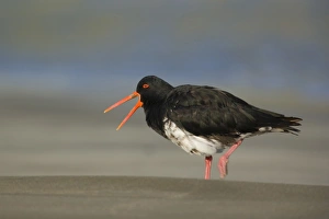 Northern or Variable Oystercatcher - strolling on beach crying out Northern or Variable Oystercatcher - strolling on beach crying out