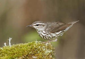 Northern Waterthrush Northern Waterthrush