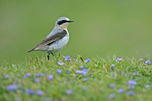 Northern Wheatear - male sitting in meadow amidst Spring Squill Northern Wheatear - male sitting in meadow amidst Spring Squill
