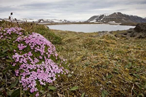 Campion Gallery: Norway, Svalbard, Edgeoya Island, Moss Campion