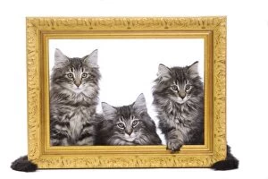 Images Dated 16th June 2000: Norweigan Forest Cat - three kittens in studio looking through picture frame
