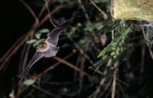 Notch-eared bat flying into a cave (old iron mine) post breading season (end of august) Notch-eared bat flying into a cave (old iron mine) post breading season (end of august)