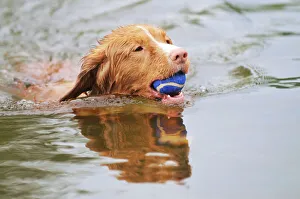 Nova Scotia Duck Tolling Retriever - swimming in lake holding ball Nova Scotia Duck Tolling Retriever - swimming in lake holding ball