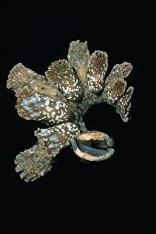 Nudibranch - Melibe has a huge mouth (bottom right) which it stretches across the sand Nudibranch - Melibe has a huge mouth (bottom right) which it stretches across the sand