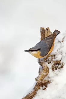 Wait Gallery: Nuthatch - portrait on a snow covered old stump - December