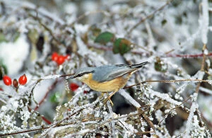Images Dated 13th October 2009: Nuthatch - in winter