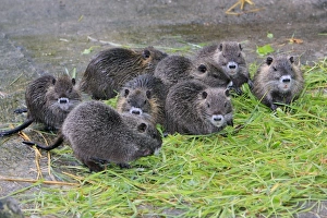 Nutria / Coypu - young animals feeding on grass Nutria / Coypu - young animals feeding on grass