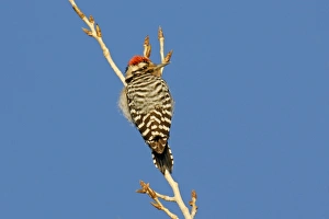Nuttalls Woodpecker Nuttalls Woodpecker