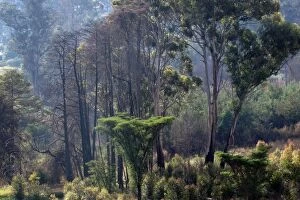 Images Dated 7th November 2009: Nyanga Forest - Zimbabwe