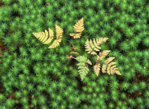 Oak Fern - colourful turned oak fern growing amidst Common Hair Cap Moss (Polytrichum Oak Fern - colourful turned oak fern growing amidst Common Hair Cap Moss (Polytrichum